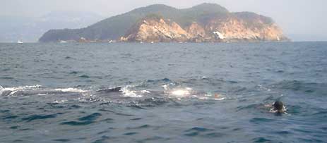 Boletín